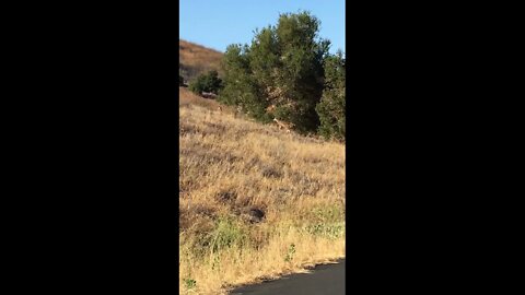 Deer in the Summertime (Aliso Cyn)