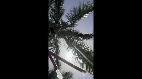 Palm Tree