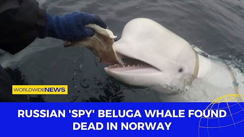 Russian 'Spy' Beluga Whale Found Dead in Norway