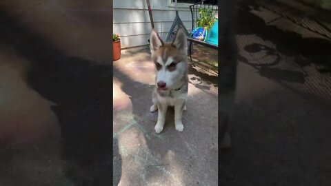 Husky puppy shows off his tricks! #husky #huskypuppy #huskylovers #huskies #puppy #shorts