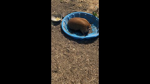 Pig in a pool!! Kevin enjoying a little splash