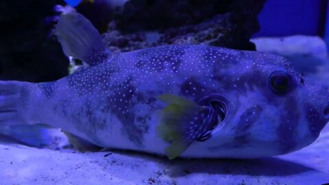 Large emotional fish lies on the bottom of the aquarium