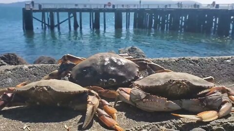 GoPro attached to a Crab Pot!