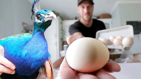 A devastating year for hatching PEACOCKS.