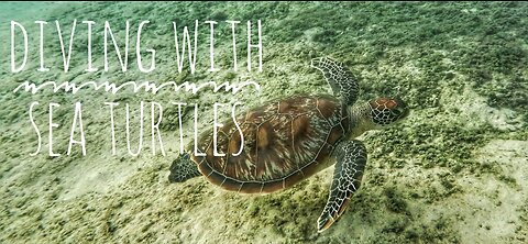 Diving with sea turtles