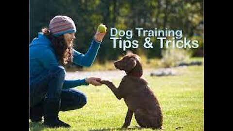 Basic Dog Training – TOP 10 Essential Commands Every Dog Should Know!