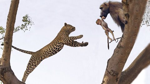 Leopard Failed To Catch Baby Baboon but Managed to Catch its Mother