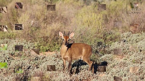 Interesting facts about common duiker by weird square