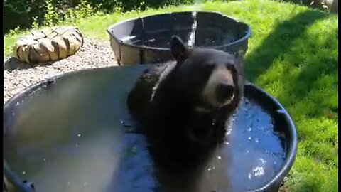 Bear Really Enjoying It's Bath - HaloRock