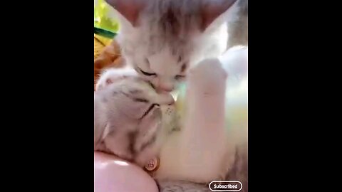 beautiful cute cats kiss🫢🤫😮