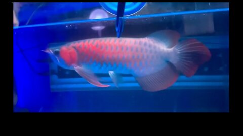 SUPER RED AROWANA ORNAMENTAL FISH FROM INDONESIAN KALIMANTAN