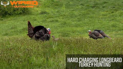 Hard Charging Longbeard - Turkey Hunting