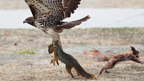 Can Hawk Attack Squirrel On The Tree ?#091