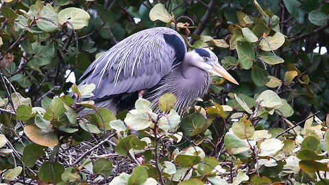 Great Blue Working on its Nest