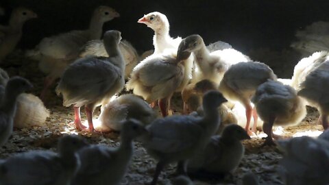 First Case Of Human Bird Flu Infection Confirmed In Colorado