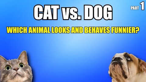 Cats 🐈 vs dogs 🐕 (cachorro vs gato