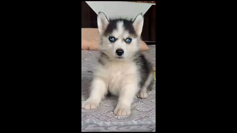 Husky puppy for sale