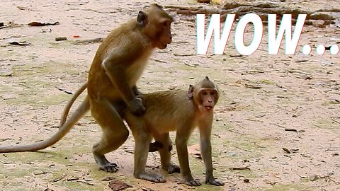 funny monkey videos have fun with his girlfriend 🤣🤣🤣