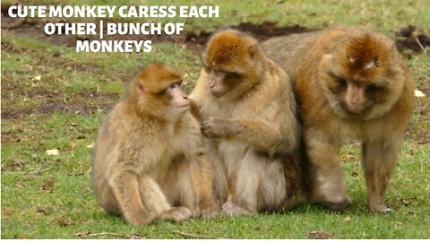 Cute Monkeys Caress each other | Bunch of Monkeys