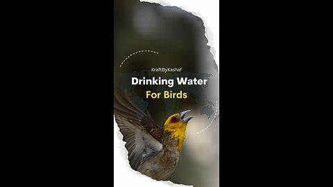 Drinking Water For Birds In Summer - Choti Si Neki - Kashaf Arslan 2023