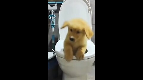 These Funny puppies will Make Your Day. Video # 68