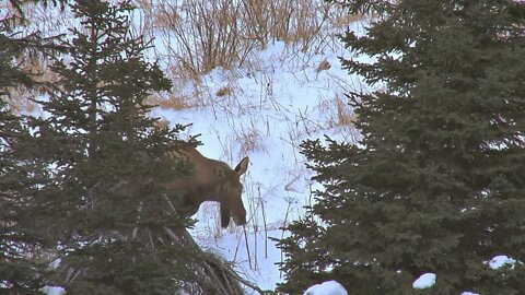 Moose Standing by Two Spruce Trees