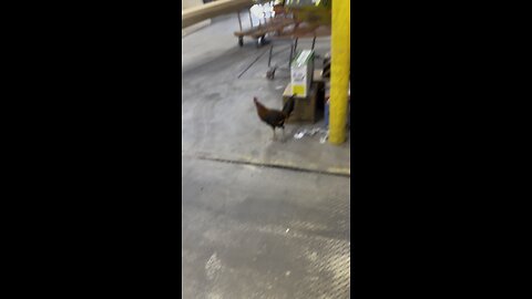 Home Depot got Roosters for sale now.