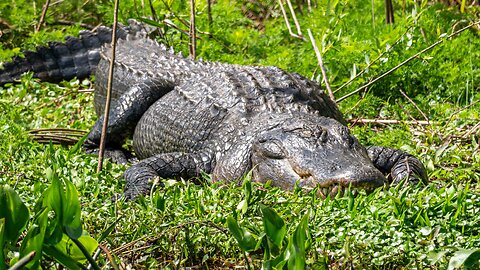 Paynes Prairie Preserver