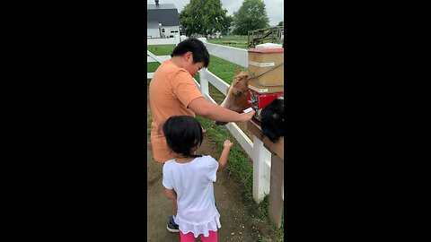 Feeding Animals in Lancaster PA