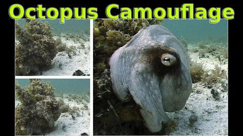 Octopus Camouflage