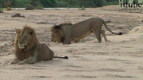 Introducing The Selati Coalition Of Male Lions