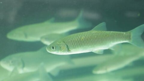 Fish chub swimming in the aquarium