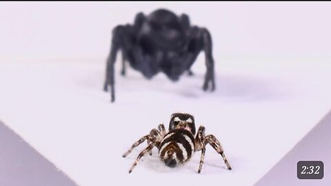 A Spider with Arachnophobia Daily Dose Of Video