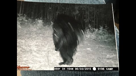 Best Bigfoot Trail Cam Photo Ever! Squatch Watchers House Calls