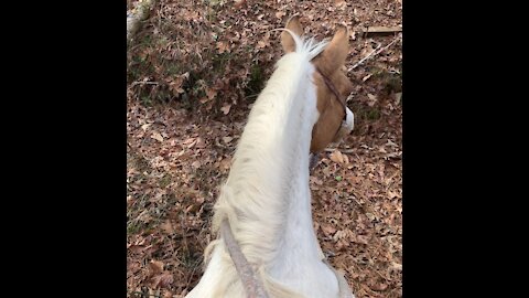 Obstacles on horseback riding trails