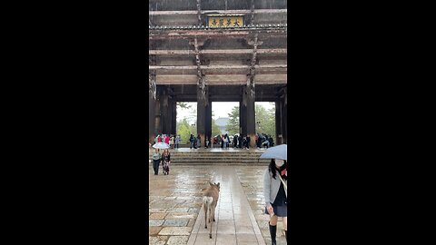 The city in Japan is weird deer and people walk together like it’s normal