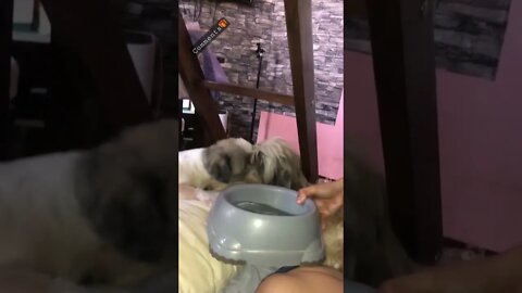 My Shih Tzu Puppy Want Fresh Water🐶💦