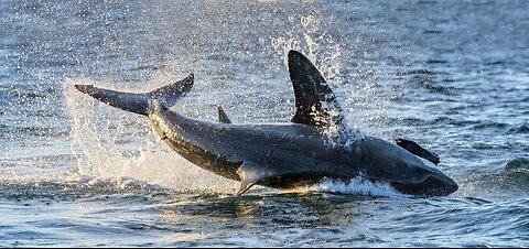 8 Sharks Devour 2 Boys in Feeding Frenzy