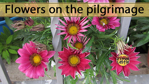 Flowers along the Pilgrimage