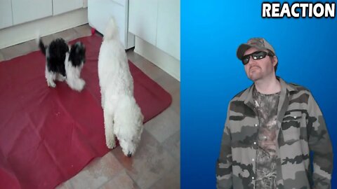 Bichon Frise And Havanese Playing (Bichon Frise) REACTION!!! (BBT)