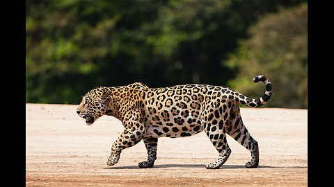 Extremely rare wild jaguar spotted in Arizona