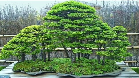 5 most expensive bonsai plants in the world