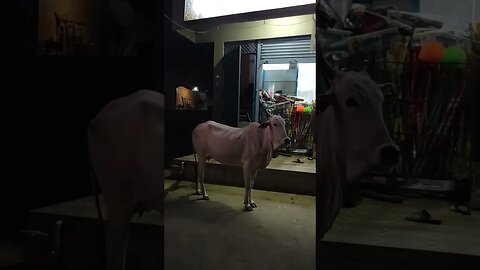 Cow standing beside supermarket,#shortvideo,#animal,#cow,#cowlover,#animallover,#gowmata,#gai,#short