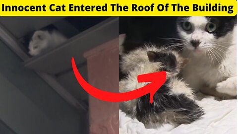 Innocent Cat Entered The Roof Of The Building-Real Story #shorts