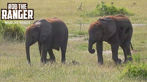 Elephant Herd With Twin Calves In Amboseli | Zebra Plains Safari