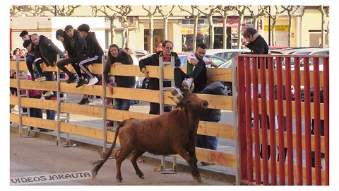 CALAHORRA ( LA RIOJA ) TARDE VACAS CALLE Y PLAZA ( SABADO-4-3-2023 ) ALFONSO BASARTE