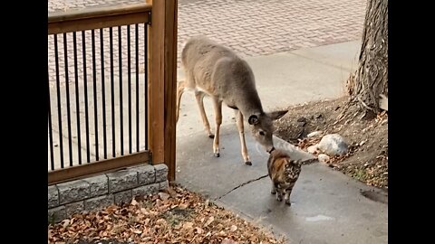 Copper is traumatised by a deer