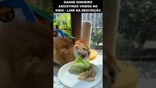 gato fazendo dieta