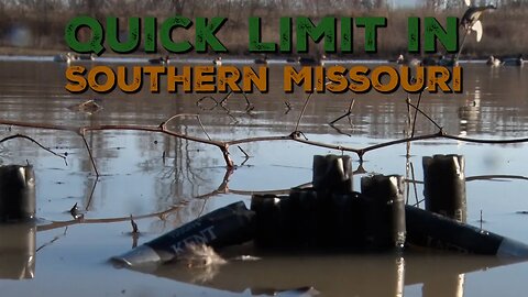 Quick Duck Limit in Southern Missouri