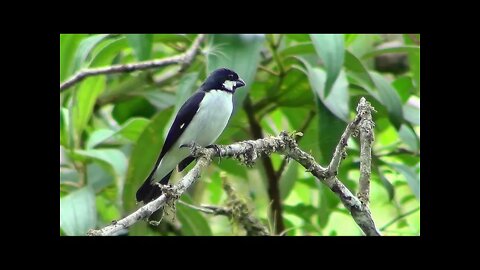 Bigodinho canto Dobrado - Esse Canta Muito